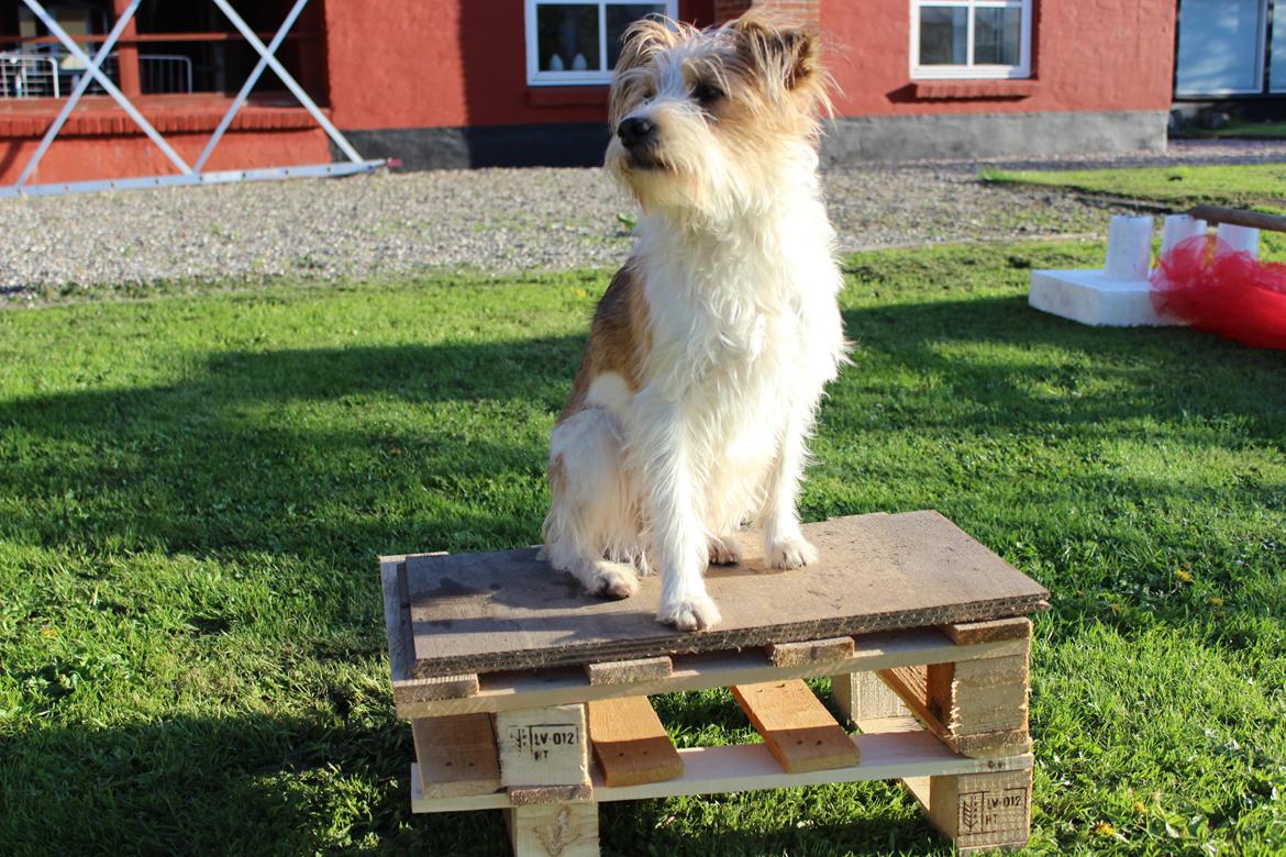 Kromfohrländer Alfrida billede 7