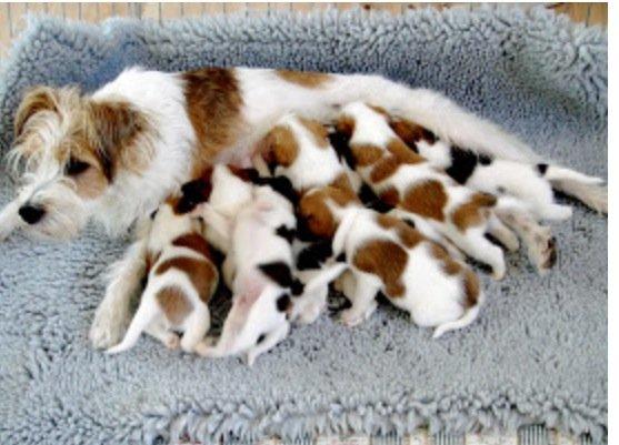 Kromfohrländer Alfrida billede 9