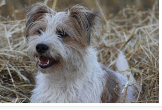 Kromfohrländer Alfrida billede 11