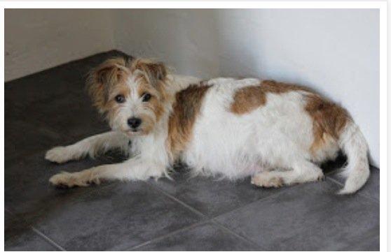 Kromfohrländer Alfrida billede 12