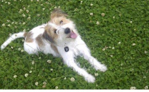 Kromfohrländer Alfrida billede 13