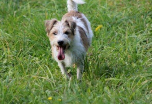 Kromfohrländer Alfrida billede 16