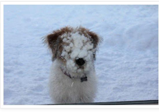 Kromfohrländer Betty billede 8