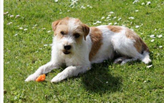 Kromfohrländer Betty billede 9