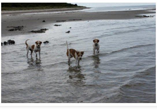 Kromfohrländer Betty billede 10