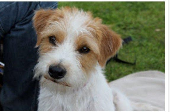 Kromfohrländer Betty billede 11