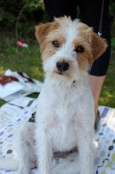 Kromfohrländer Betty billede 12