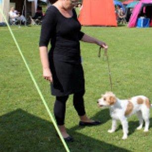 Kromfohrländer Betty billede 14