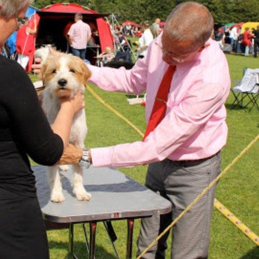 Kromfohrländer Betty billede 15