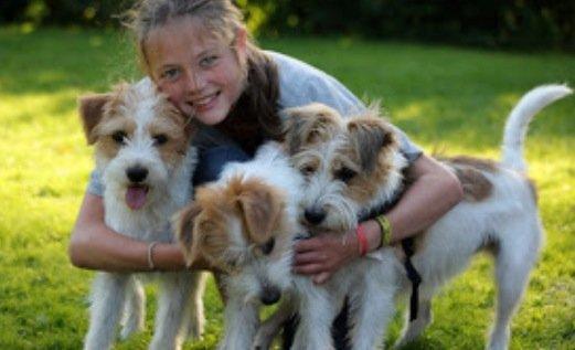 Kromfohrländer Betty billede 16