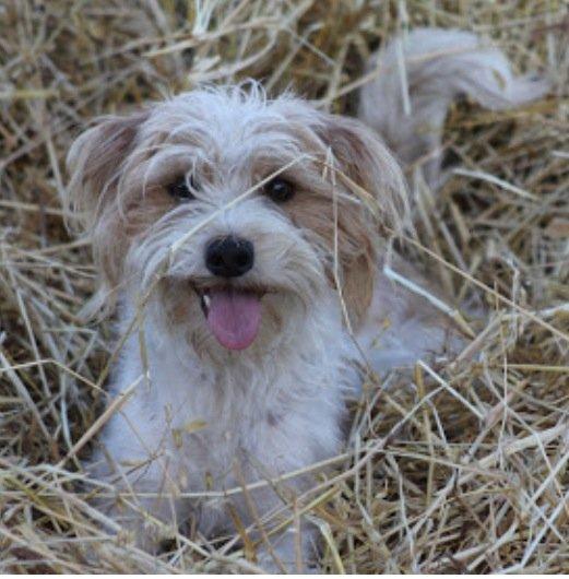 Kromfohrländer Betty billede 17