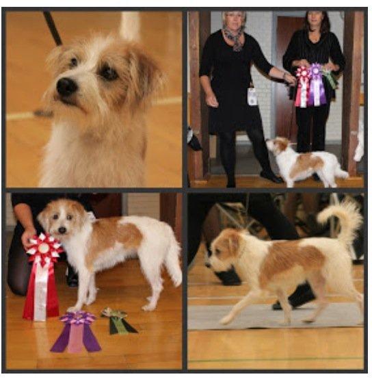 Kromfohrländer Luna billede 7