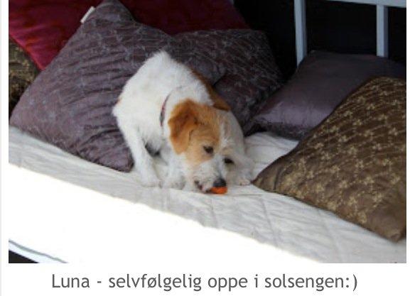 Kromfohrländer Luna billede 8