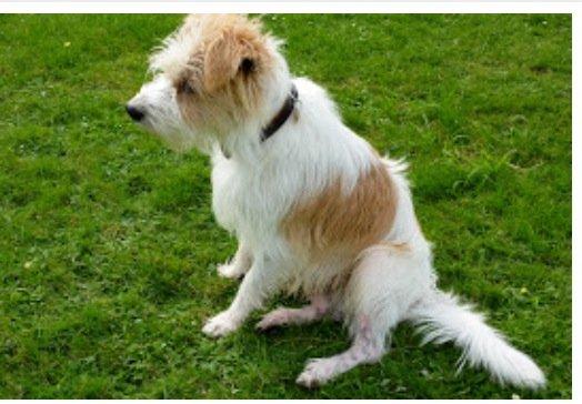 Kromfohrländer Luna billede 9