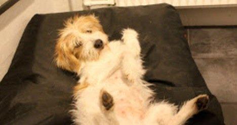 Kromfohrländer Luna billede 10