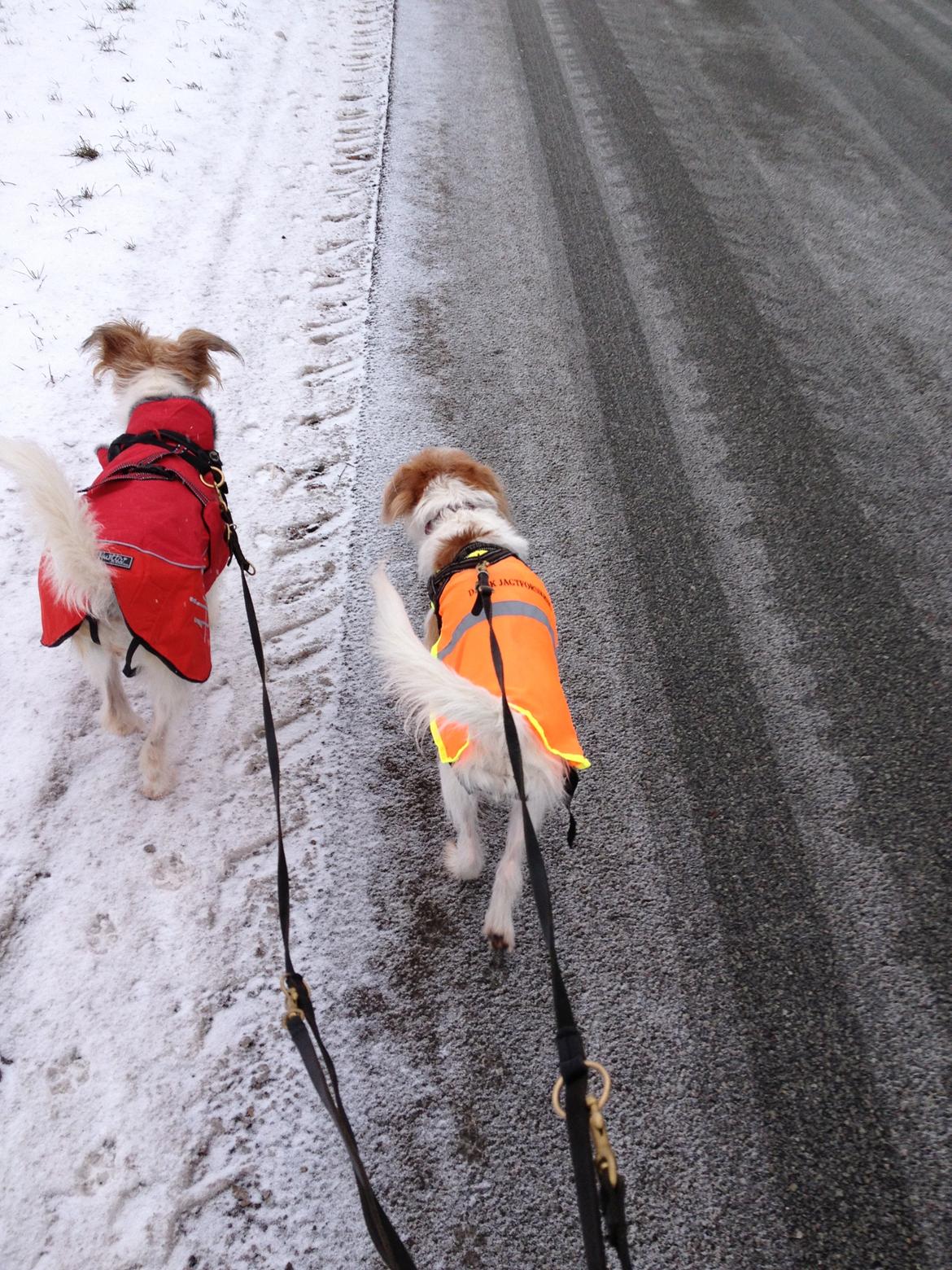 Kromfohrländer Luna billede 11