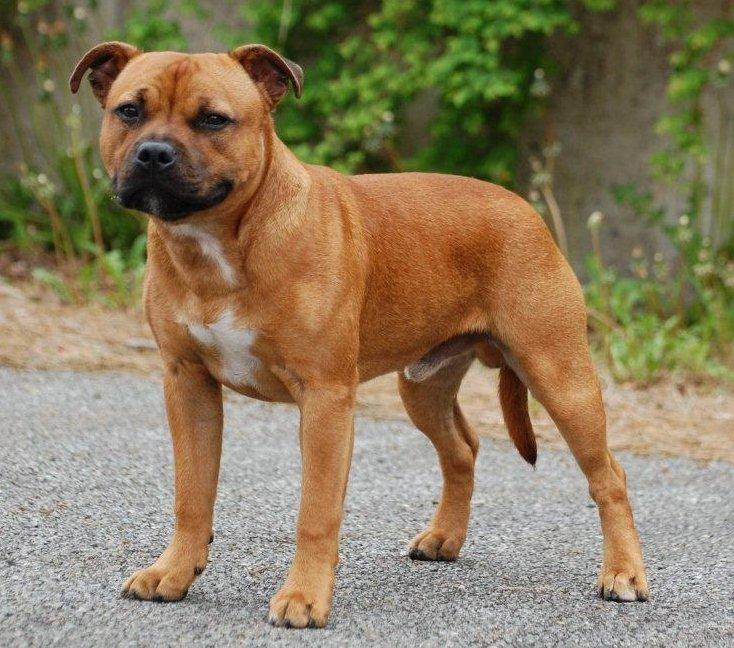 Staffordshire bull terrier Cooper billede 48