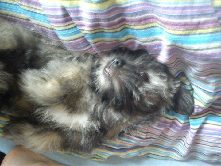 Blanding af racer Hemera Hope billede 2