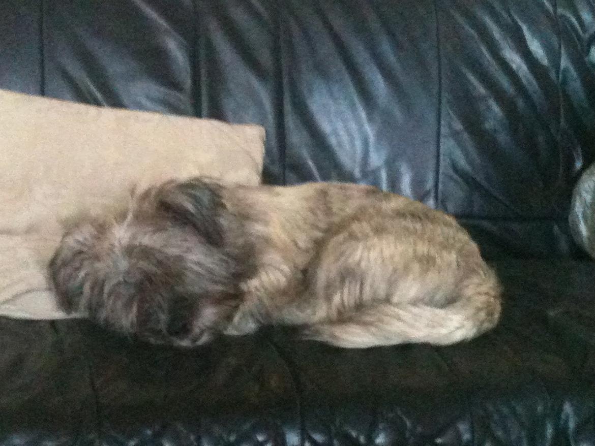 Blanding af racer Hemera Hope billede 3