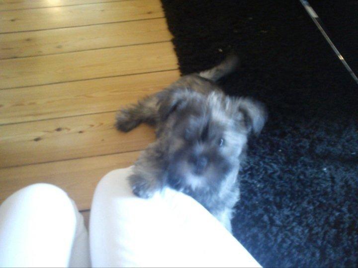 Blanding af racer Hemera Hope billede 1