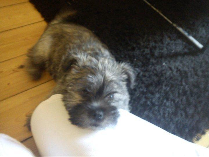 Blanding af racer Hemera Hope billede 4