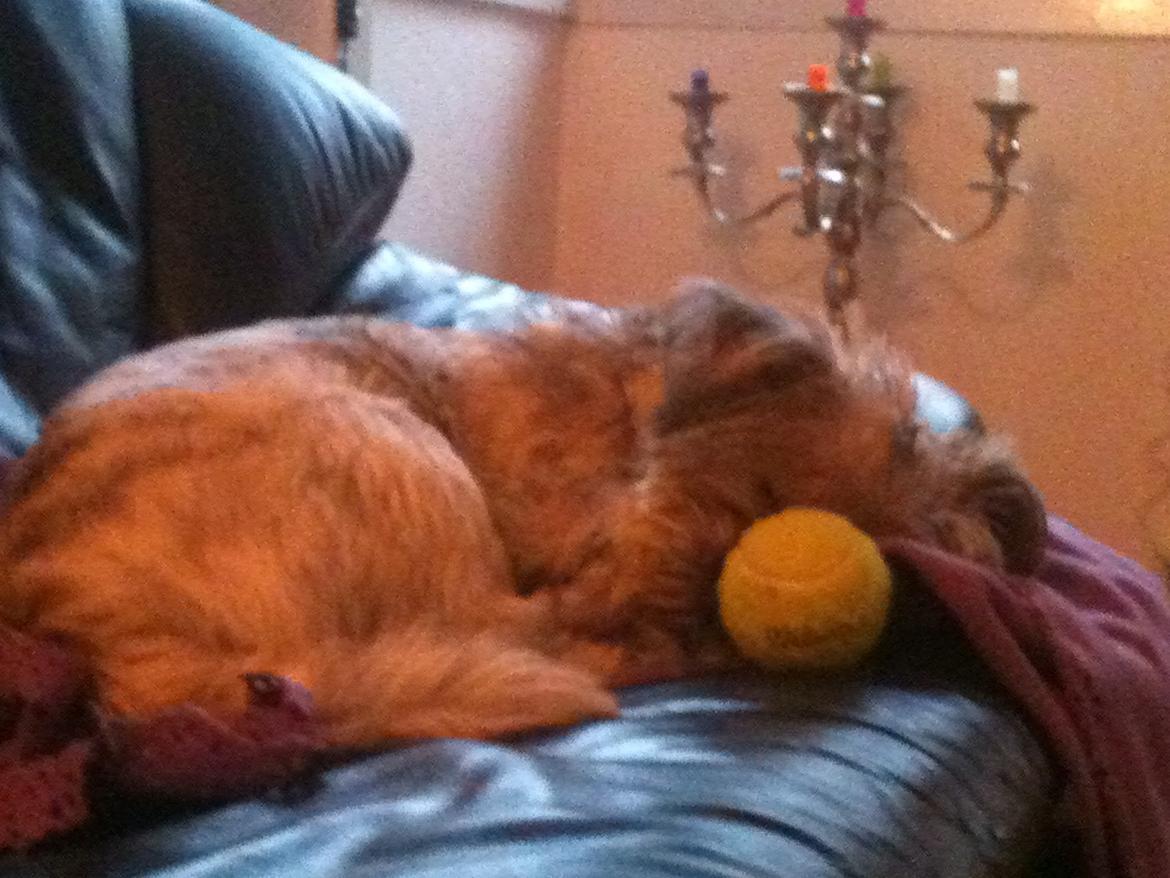 Blanding af racer Hemera Hope billede 5