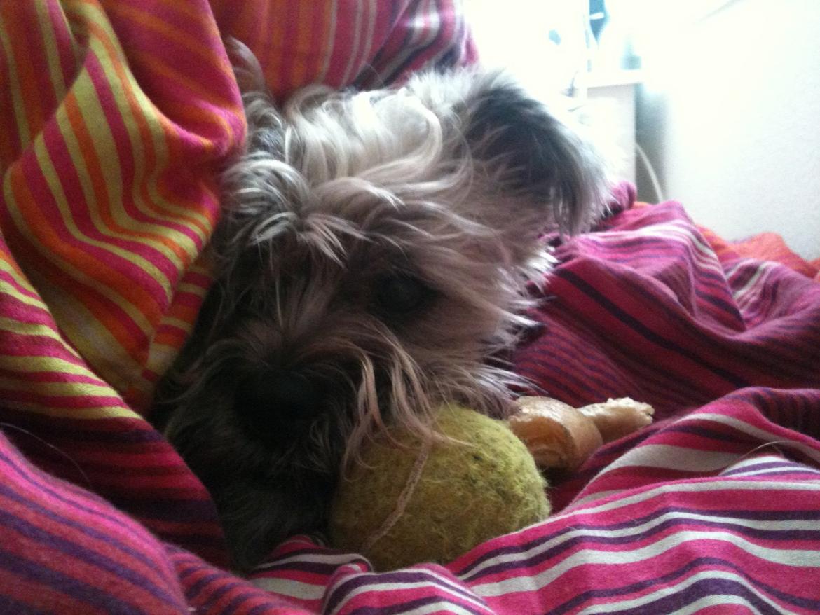 Blanding af racer Hemera Hope billede 7