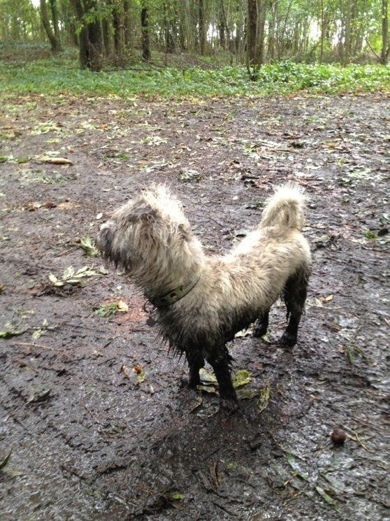 Blanding af racer Hemera Hope billede 6