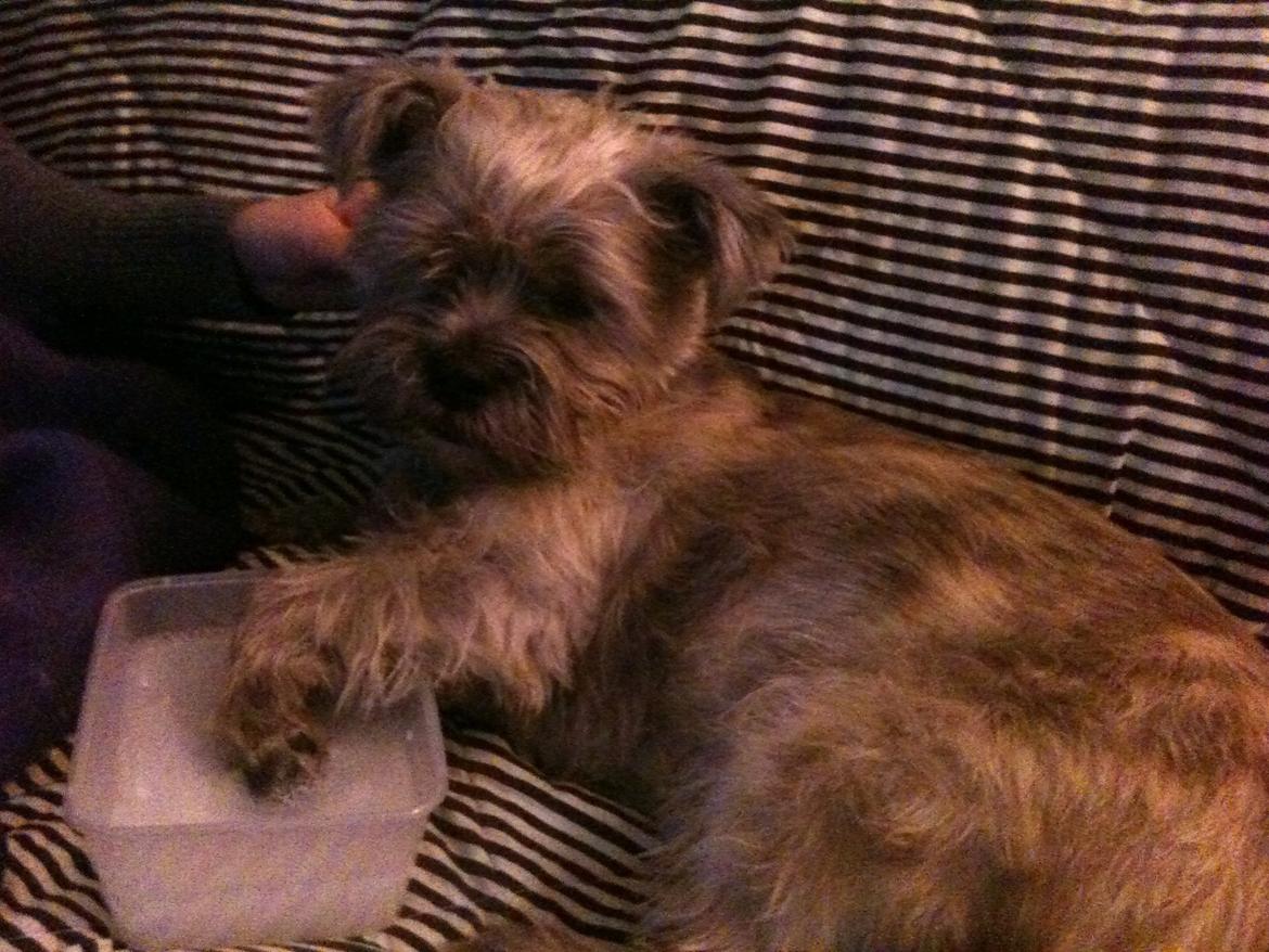 Blanding af racer Hemera Hope billede 8