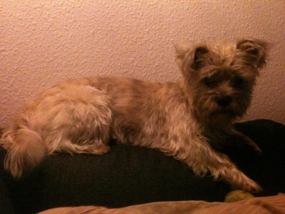 Blanding af racer Hemera Hope billede 9