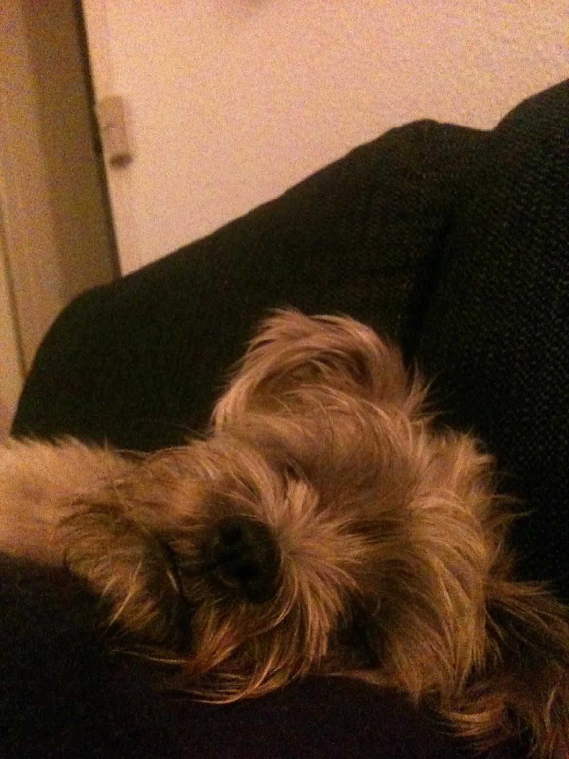 Blanding af racer Hemera Hope billede 10