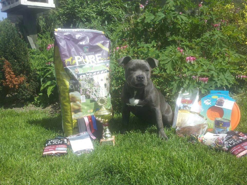 Staffordshire bull terrier Blue Bermuda Beauty Aka Diva - SBT skue 2013 billede 15