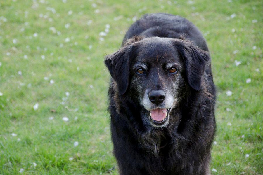 Blanding af racer Balto - Balto, maj - 2013 Foto: Sarah Olsen billede 17