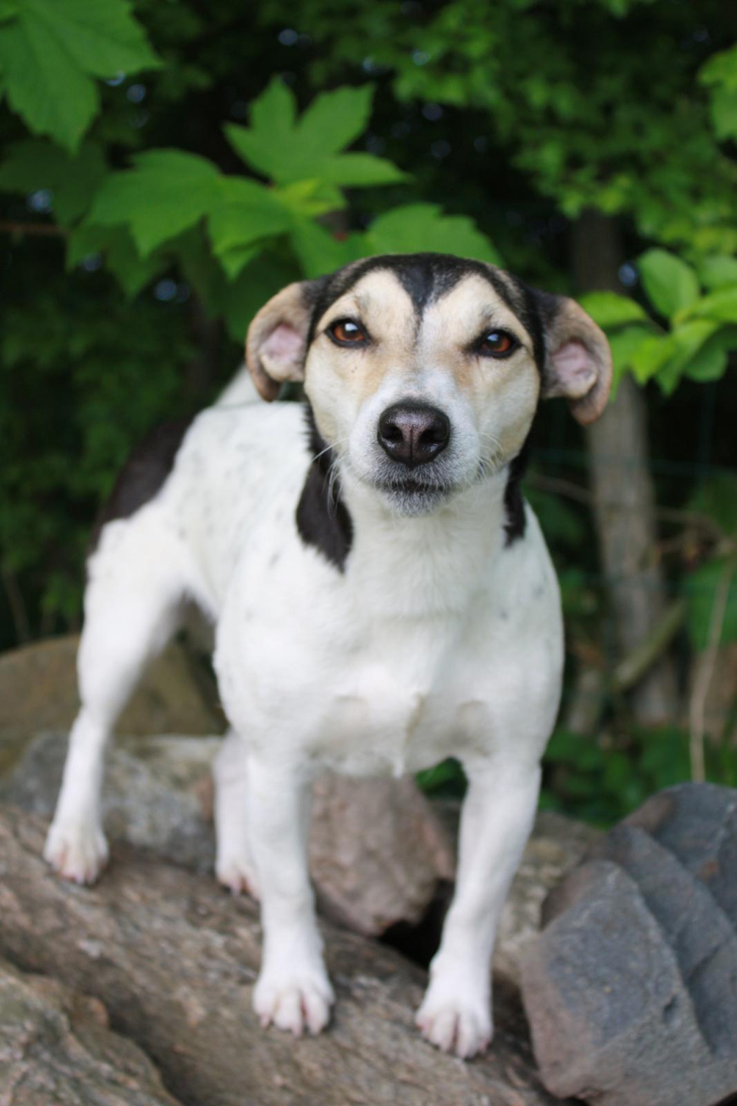 Jack russell terrier My - "Hey! hvad er det du har der?" - 2013 billede 10