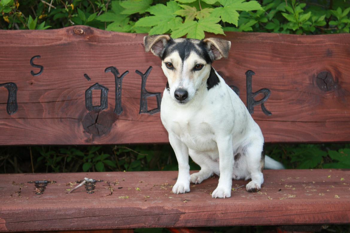 Jack russell terrier My - My på ølbænken :) - 2013 billede 25