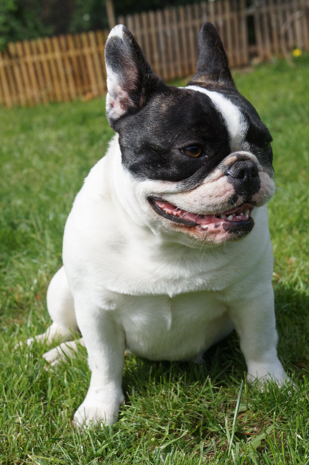 Fransk bulldog Fanta billede 19