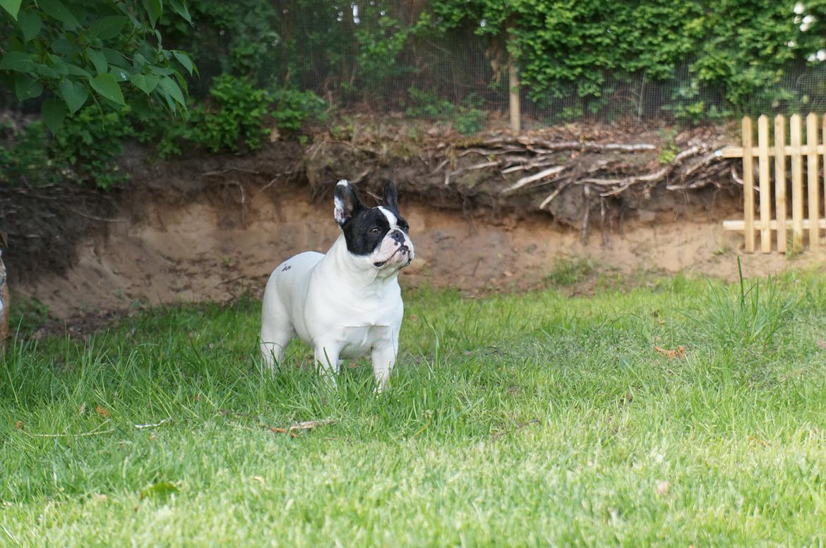 Fransk bulldog Fanta - Fanta 22mdr billede 1