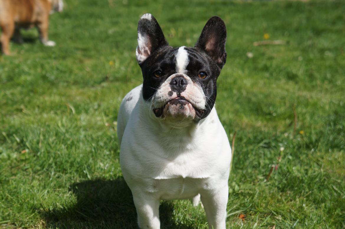 Fransk bulldog Fanta billede 20