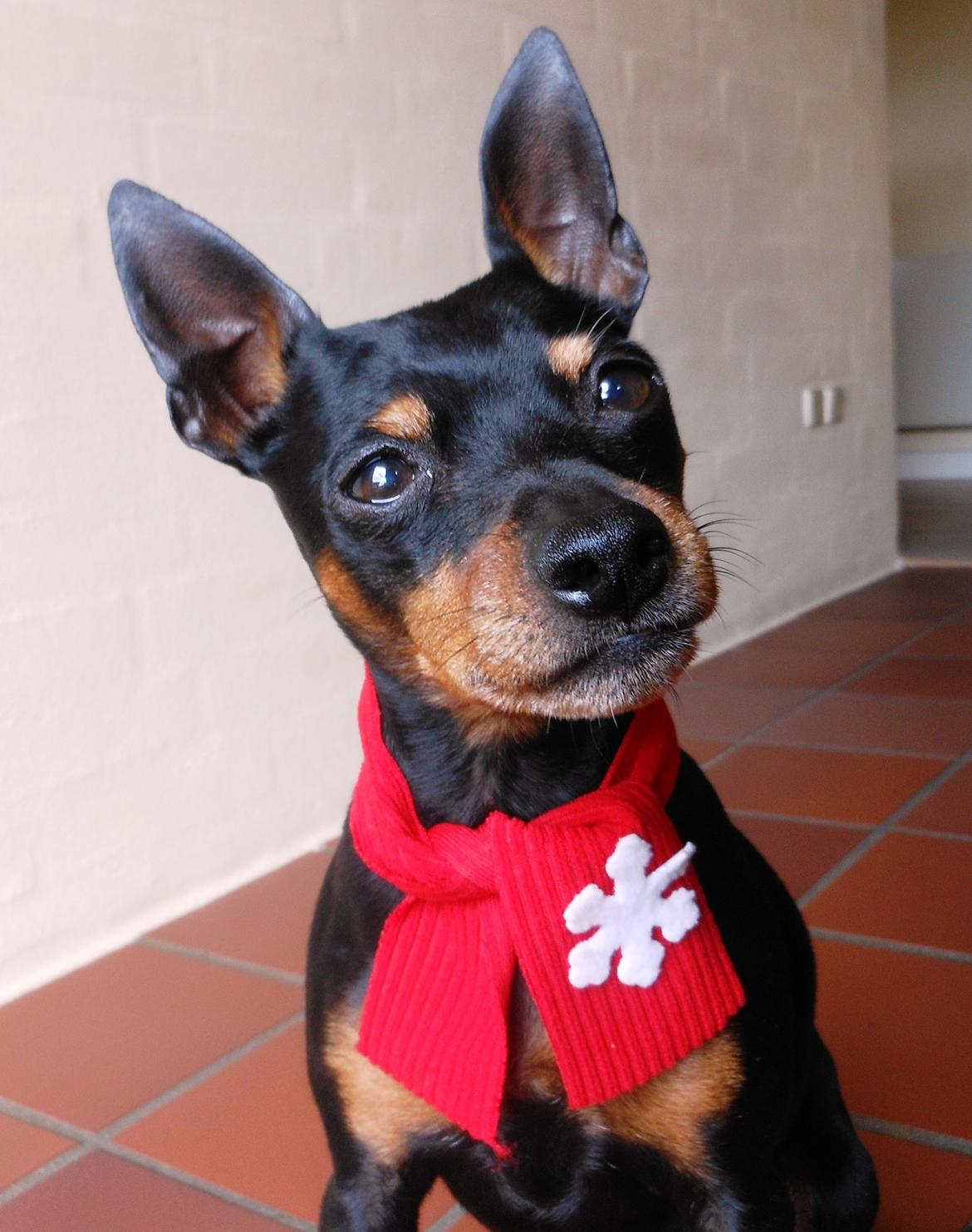 Dvaergpinscher King (2003 - 2016) billede 6