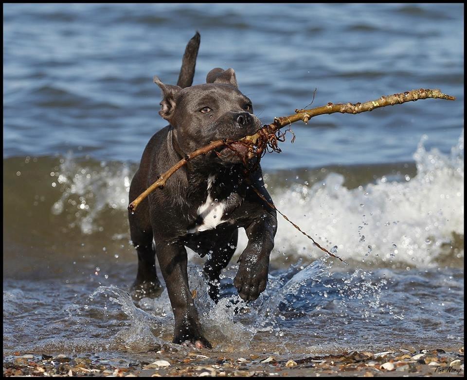 Staffordshire bull terrier Blue Bermuda Beauty Aka Diva - 5 mdr og en tur ved stranden billede 16