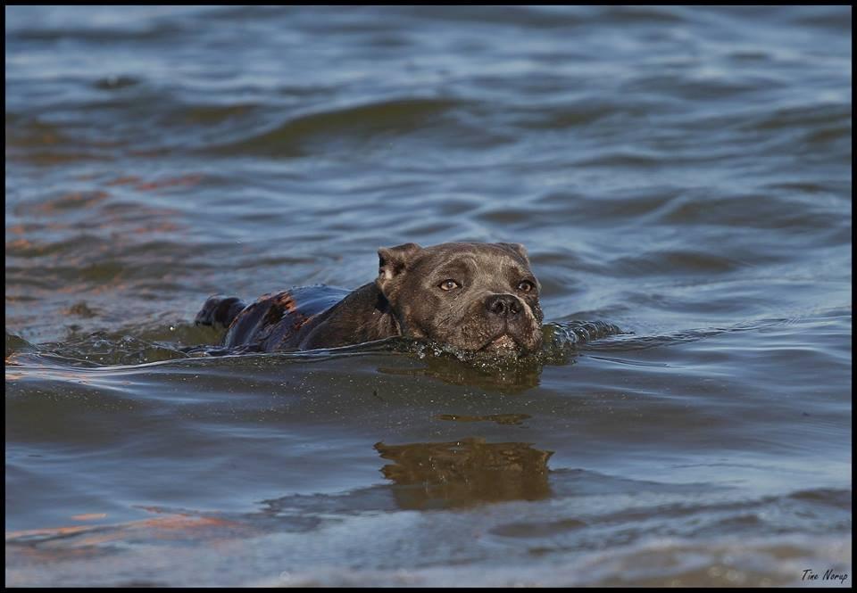 Staffordshire bull terrier Blue Bermuda Beauty Aka Diva billede 17