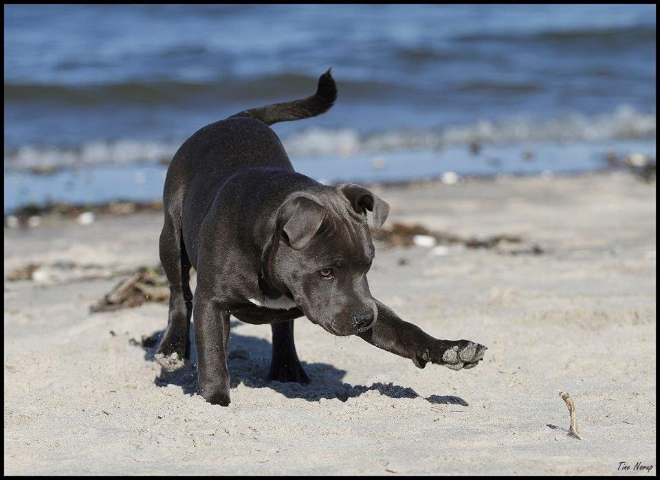 Staffordshire bull terrier Blue Bermuda Beauty Aka Diva billede 18