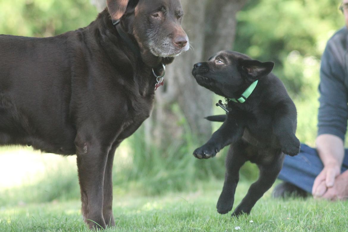 Labrador retriever | Hugo billede 8