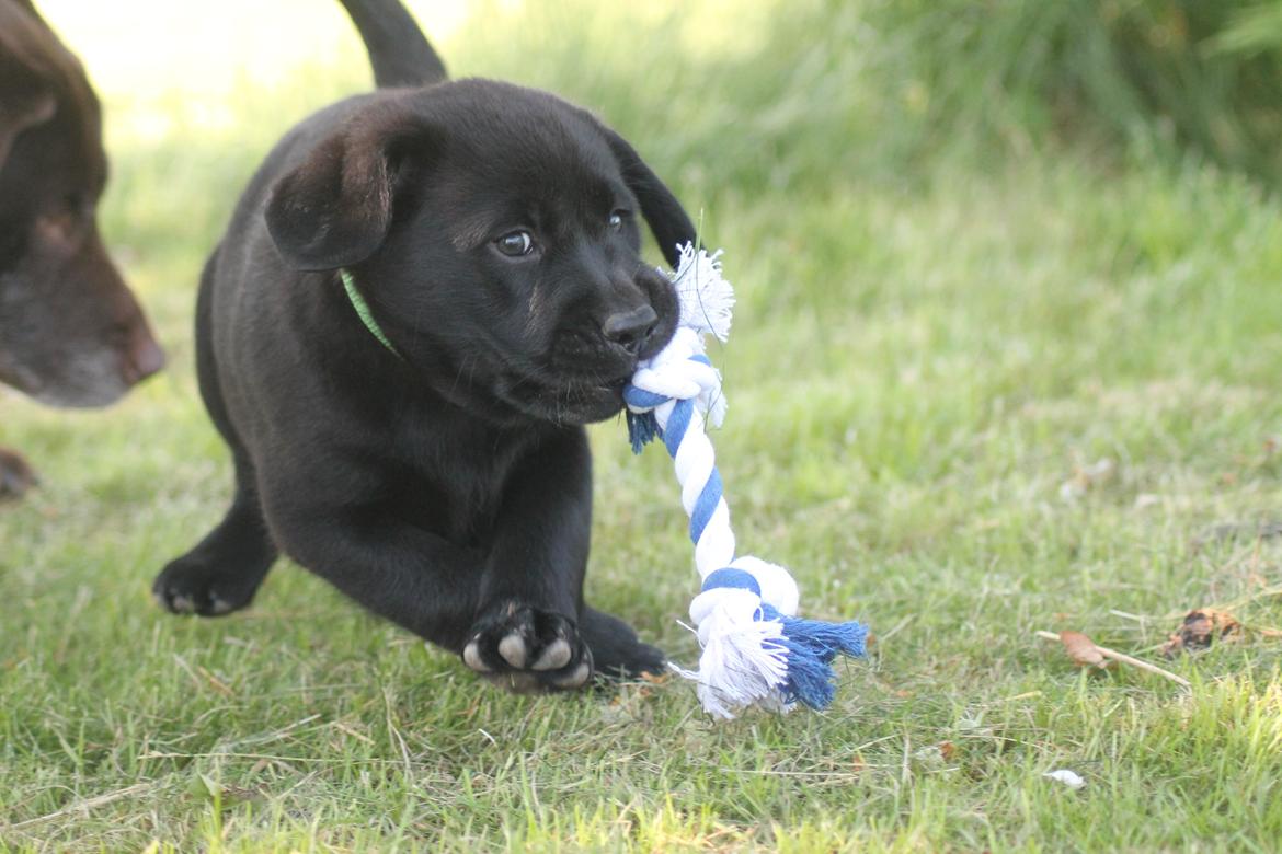 Labrador retriever | Hugo billede 9