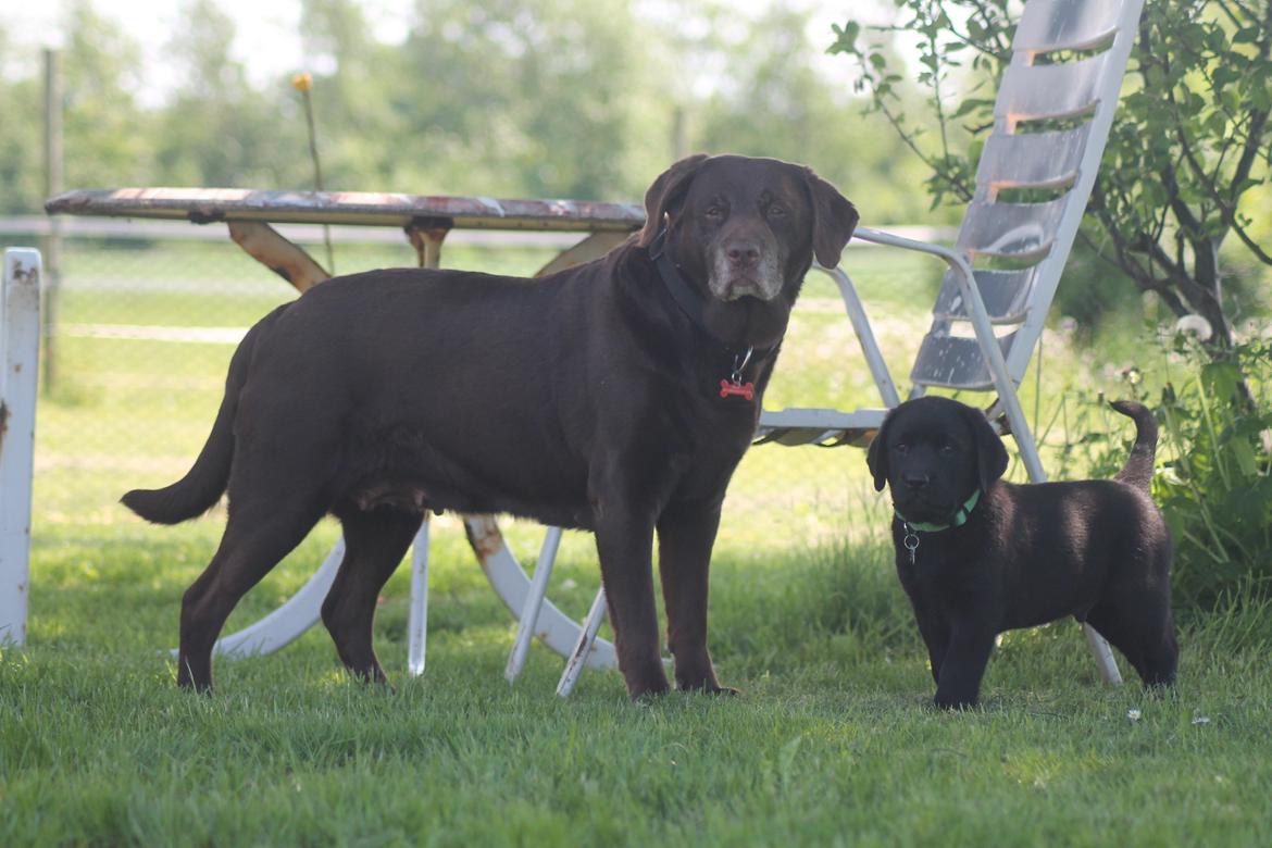 Labrador retriever | Hugo billede 10