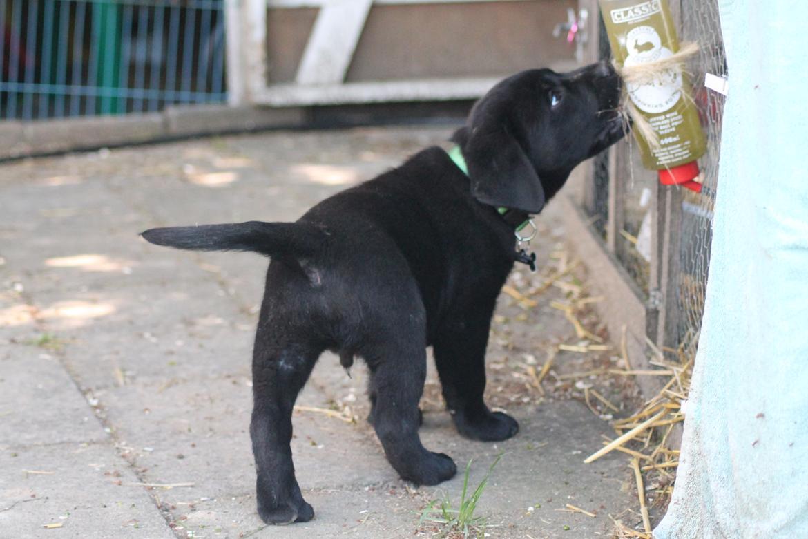 Labrador retriever | Hugo billede 12