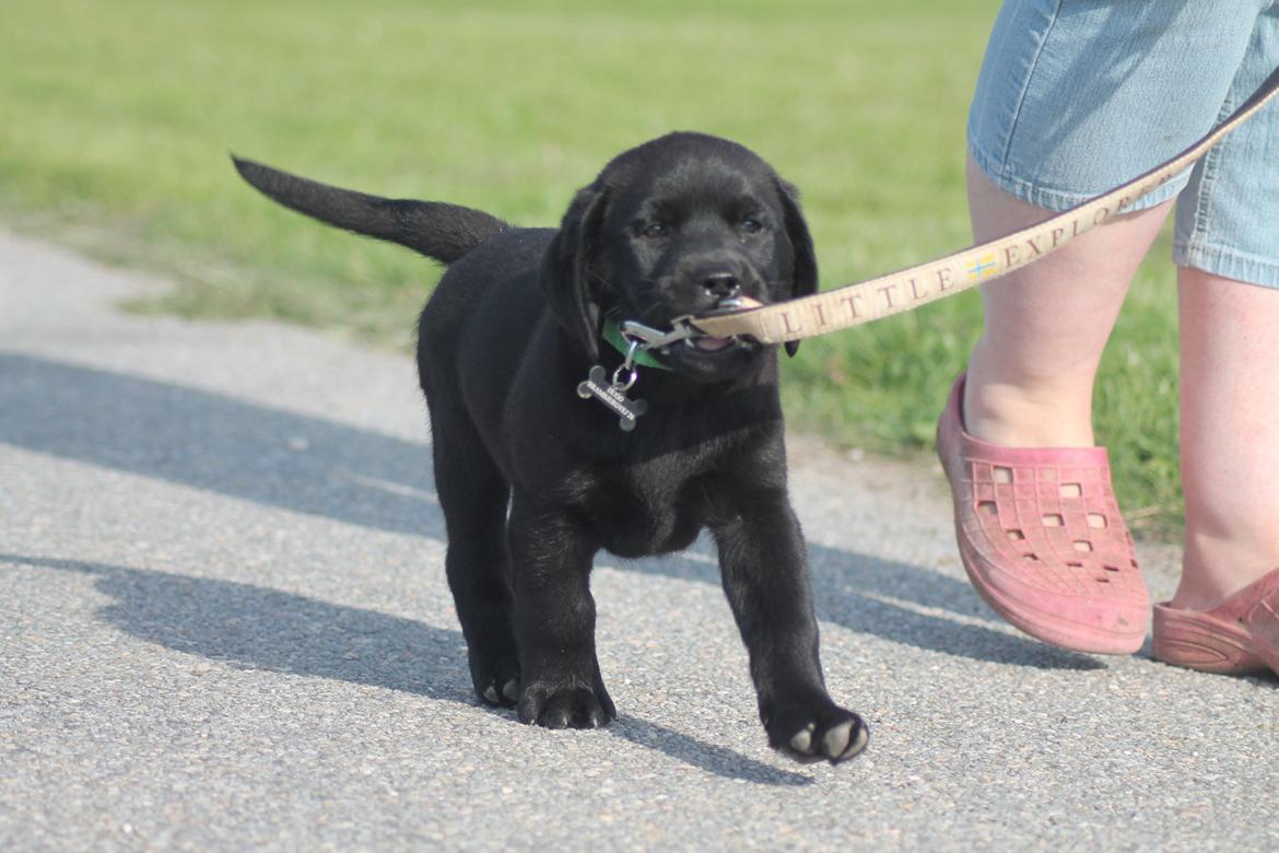 Labrador retriever | Hugo billede 13