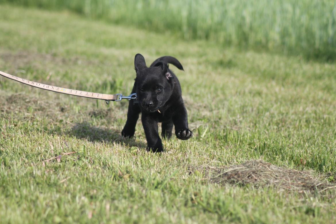 Labrador retriever | Hugo billede 14
