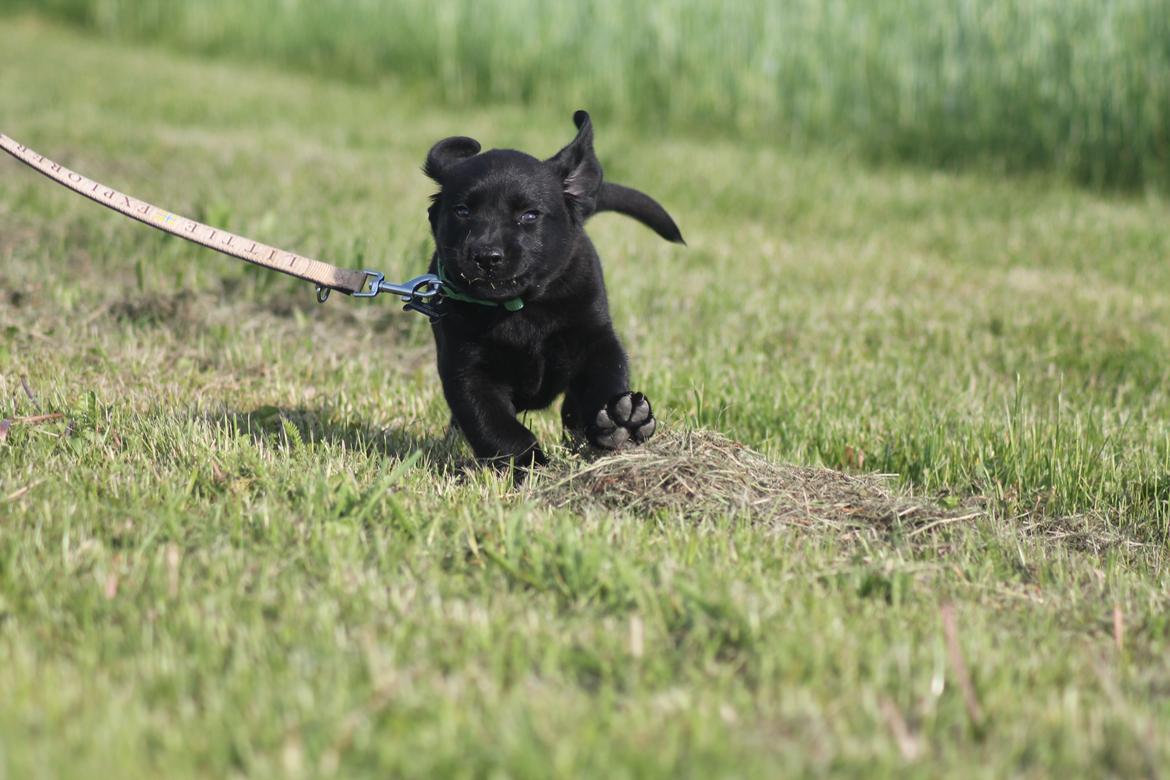 Labrador retriever | Hugo billede 2