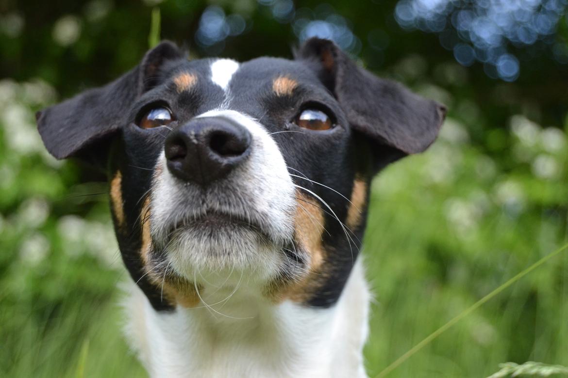 Dansk svensk gaardhund Bodil Kær billede 1